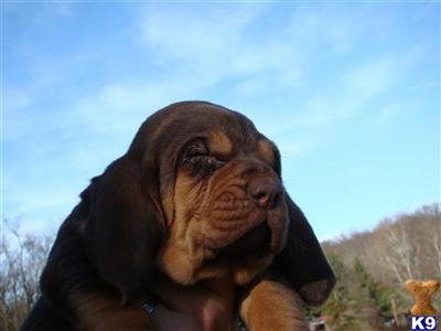 Puppies in OH